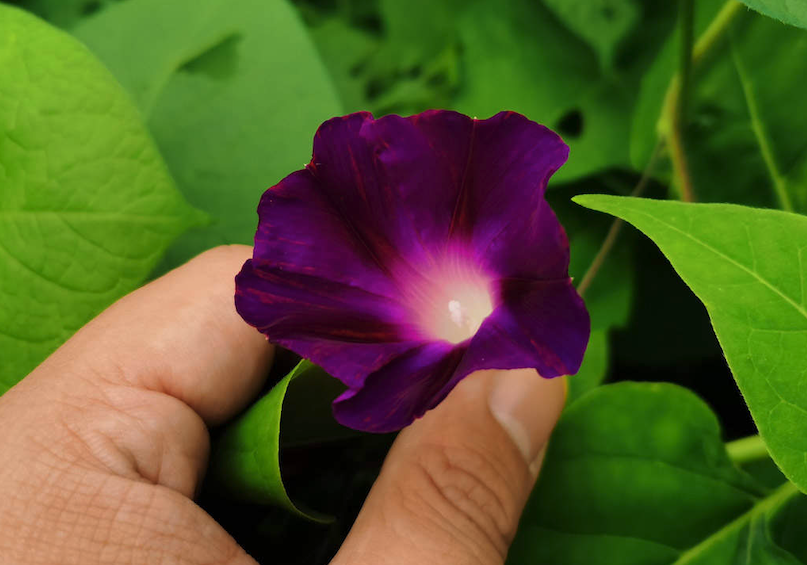 牵牛花日常维护，出来浇水怎么防虫病害？