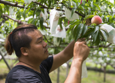 水蜜桃种植需要多长时间才能结果？