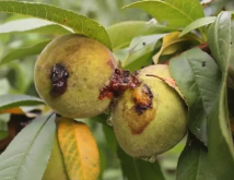 水蜜桃如何防虫病害，有什么营养？