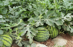 西瓜需要种植多长时间才能结果?