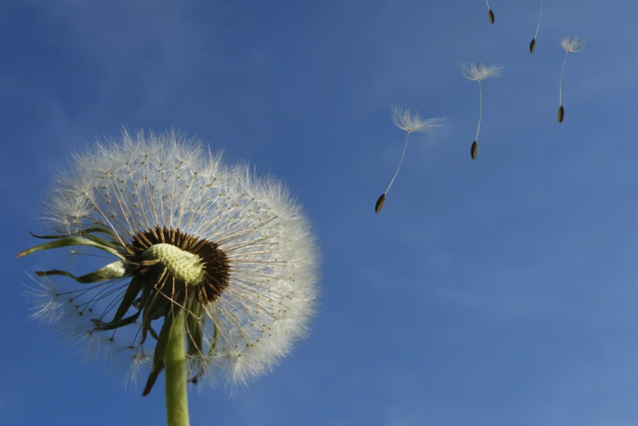 白花蒲公英对生长环境有什么要求，花期在什么时候？