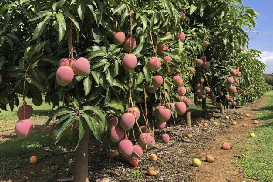 芒果对种植方法和注意事项介绍？