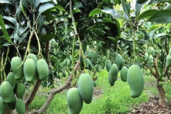 芒果对种子培育方法和准备条件？