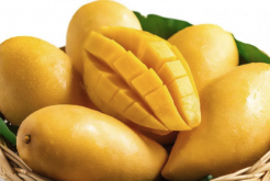 芒果有哪些营养价值和经济价值？