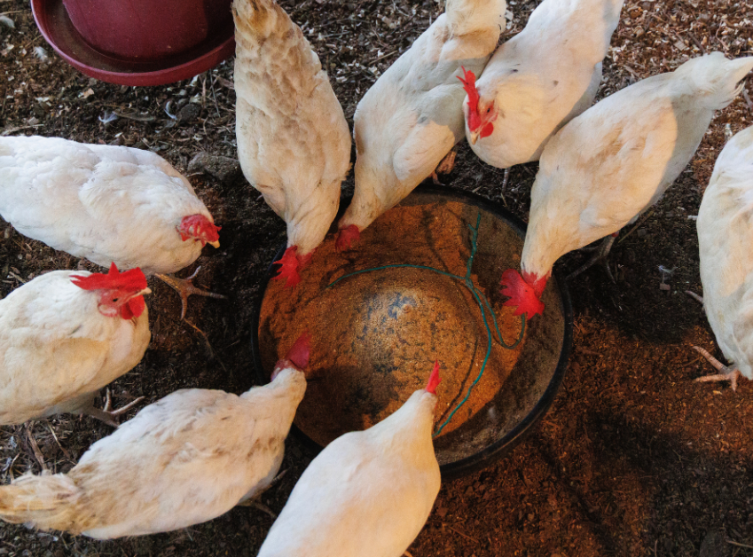 白莱霍恩鸡的饲料如何搭配可以提高产蛋效率?