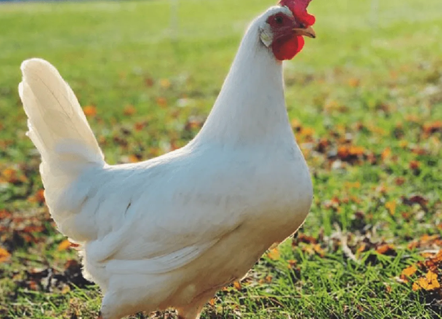 白莱霍恩鸡的饲料如何搭配可以提高产蛋效率?