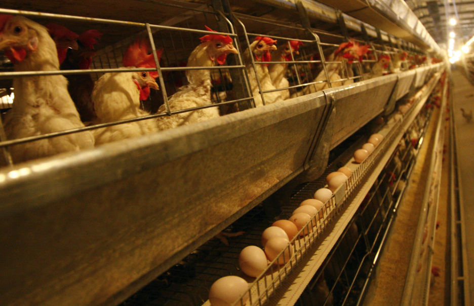 白莱霍恩鸡的产蛋能力怎么样，有什么特点?