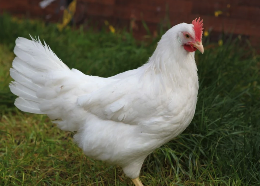 白莱霍恩鸡有什么形态特点，生长周期多久?