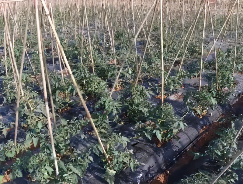 大棚番茄种植前如何进行土壤消毒?