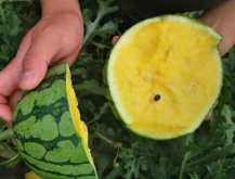 <b>黄瓤西瓜是什么品种，有什么营养价值?</b>