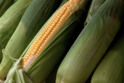 <strong>玉米如何提高耐热性和耐干旱性?</strong>