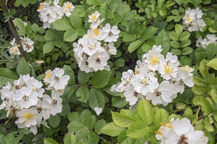 粉团蔷薇是什么植物，有什么样的形态特点？