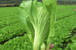 <b>芥菜种植可以铺设遮阳网吗，有哪些好处?</b>