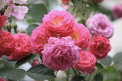 压条繁殖是什么方法，粉团蔷薇可以操作吗?