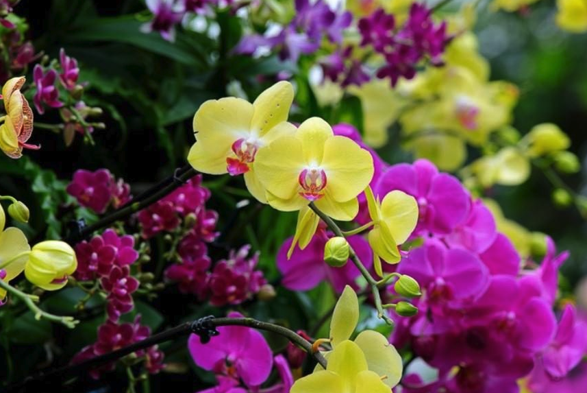 卡特兰有哪些形态特点,花期在什么时候?