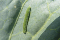 <strong>菜青虫主要危哪些蔬菜，怎么消灭？</strong>