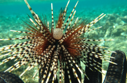 <strong>北方球海胆（Echinothrix calamaris）的捕捞通常涉及到潜水员或渔民</strong>