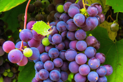 <b>藤念葡萄有什么形态特点和营养价值?</b>