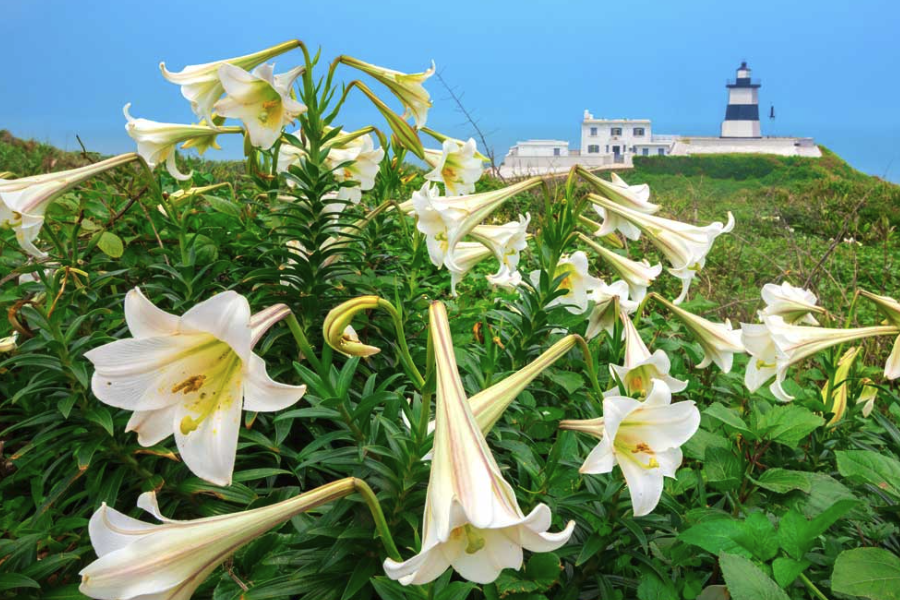 兰州百合对光照和土壤有哪些要求，石灰质土可以种植吗？