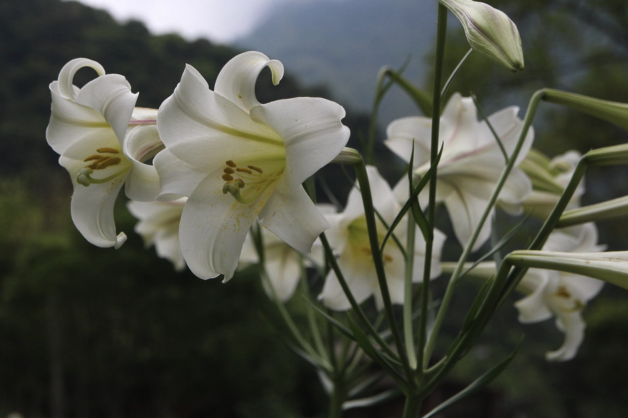 兰州百合对种植环境有哪些要求，耐寒吗？