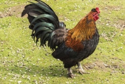 <strong>新浦东鸡有哪些形态特征，肉质怎么样？</strong>