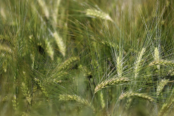 <strong>大麦可以饲喂鸭子吗，需要提前怎么处理？</strong>