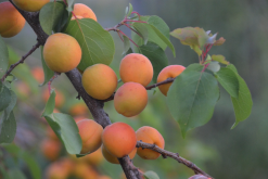 <b>淹水时对杏树的生氰糖苷有什么影响？</b>