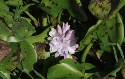 <strong>凤眼莲如何培育种子和进行催芽？</strong>