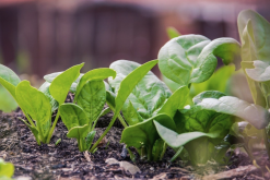 菠菜可以在秋季种植吗，耐寒能力怎么样?