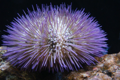 <strong>沙栗海胆产卵季节是什么时候，对水质和温度有什么要求?</strong>