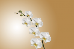 <strong>兰花生长出假鳞茎是什么原因?</strong>