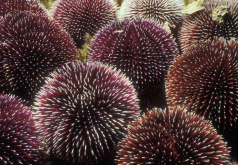 <strong>柔海胆科常见的海胆有哪些?</strong>
