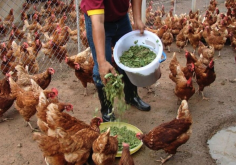 <strong>槐叶粉是如何制作的，加入鸡饲料中补充什么营养?</strong>
