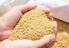 <strong>鸡饲料中的玉米需要磨碎吗?</strong>