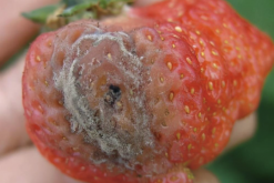 <b>草莓灰霉病怎么进行防治，有哪些方法？</b>