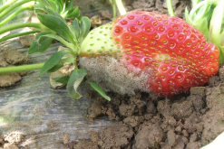草莓灰霉病有哪些症状，什么原因造成的？