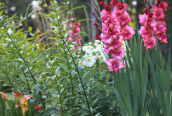 <strong>唐菖蒲对种植环境有哪些要求?</strong>