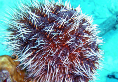 <strong>头帕科海胆有什么形态特点，分布在什么海域?</strong>