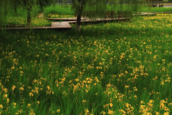 <strong>黄菖蒲怎么分株繁殖，需要注意什么？</strong>