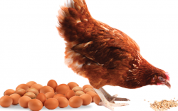<strong>中型蛋鸡饲料中钙含量高的食物有哪些？</strong>