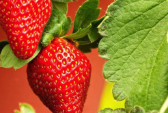 草莓的叶片呈火烧状是什么原因?