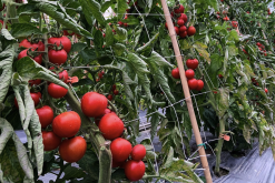 如何提高番茄幼根的生长？