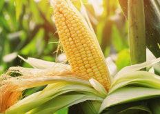 彩虹玉米有哪些营养价值，和普通玉米有什么不同?