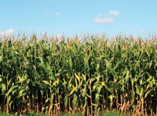 彩虹玉米耐旱性怎么样，对肥料有什么需要?