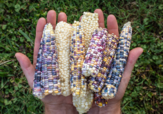 彩虹玉米原产地是哪里，有什么形态特点?