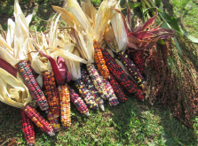 印地安玉米的玉米颜色有什么特点，什么原因形成的?