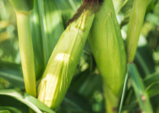 <b>印地安玉米生长周期多久，常见病虫害有哪些?</b>