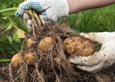 <b>干旱地区可以种植科罗拉多甜土豆吗，需要注意什么?</b>