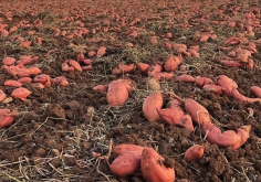 科罗拉多甜土豆需要补充哪些肥料，哪些阶段进行施肥?
