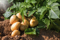 <strong>科罗拉多甜土豆有哪些营养价值和经济价值?</strong>